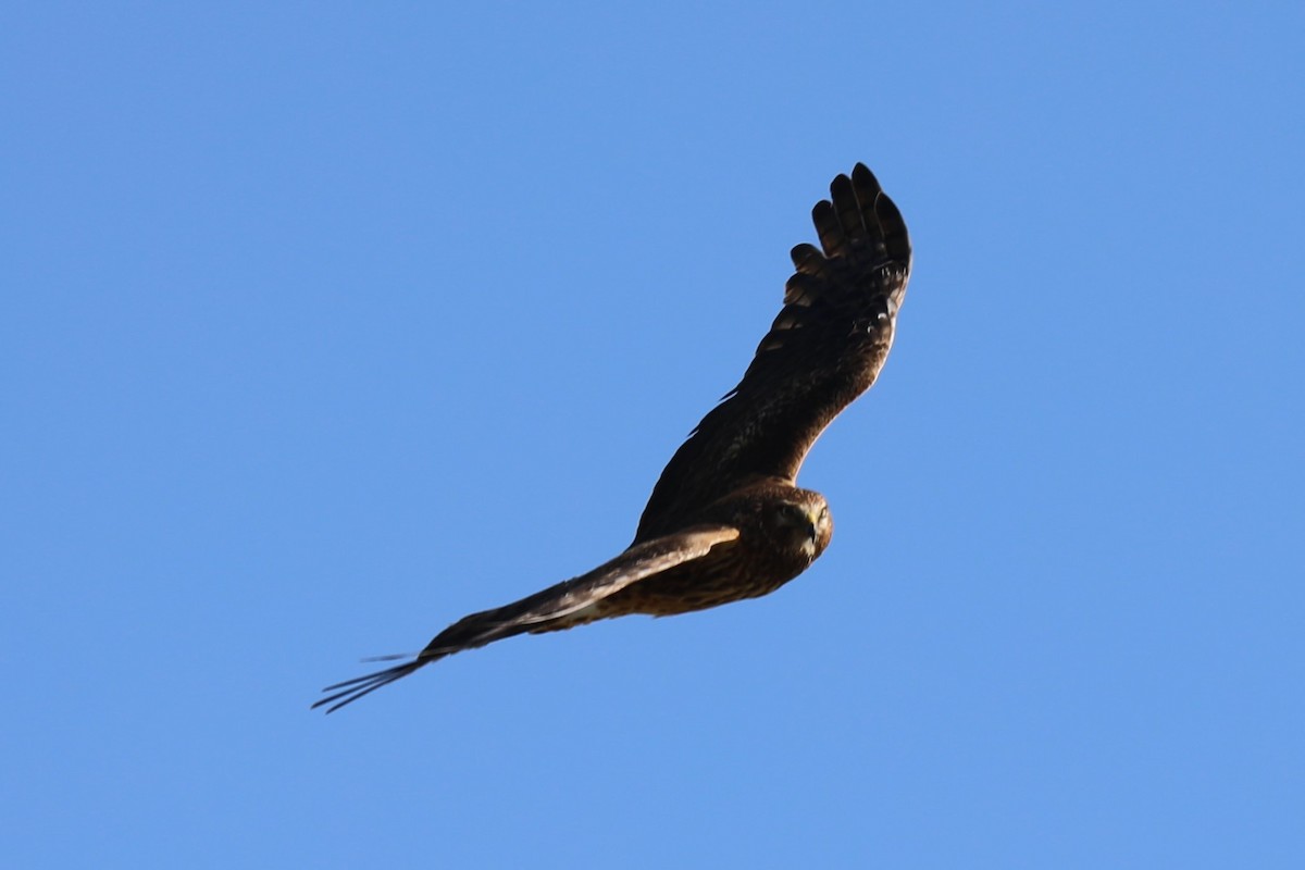 Northern Harrier - Grant Frost