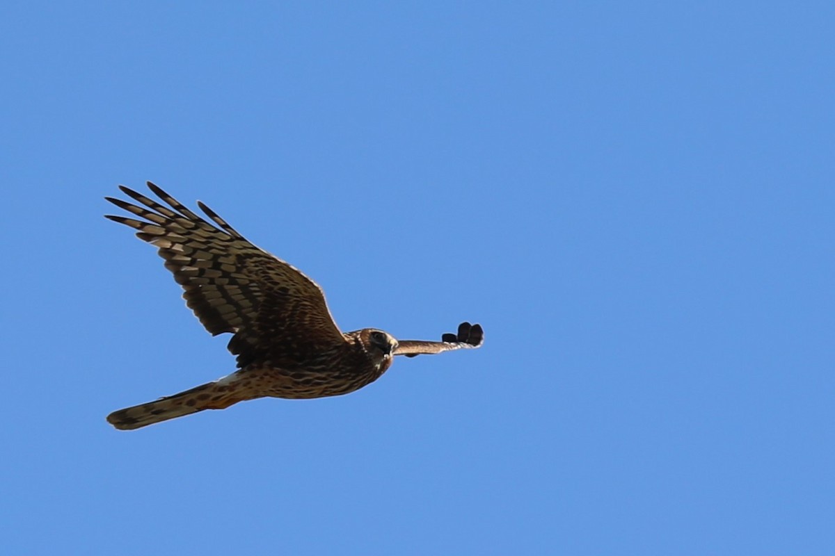 Northern Harrier - ML622177930