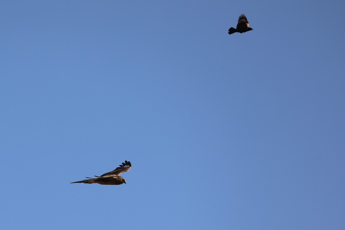 Northern Harrier - ML622177931