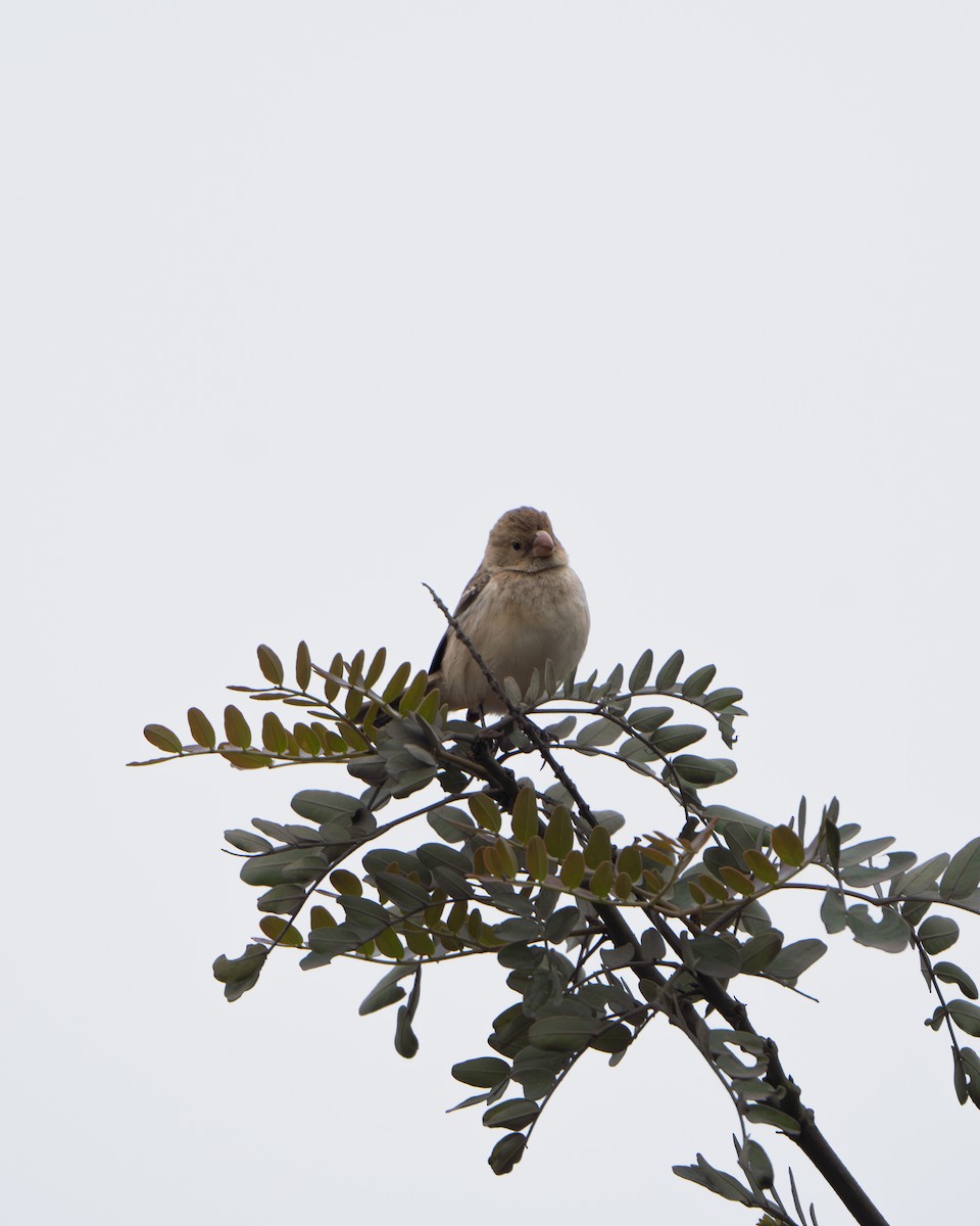 Chestnut-throated Seedeater - ML622177932