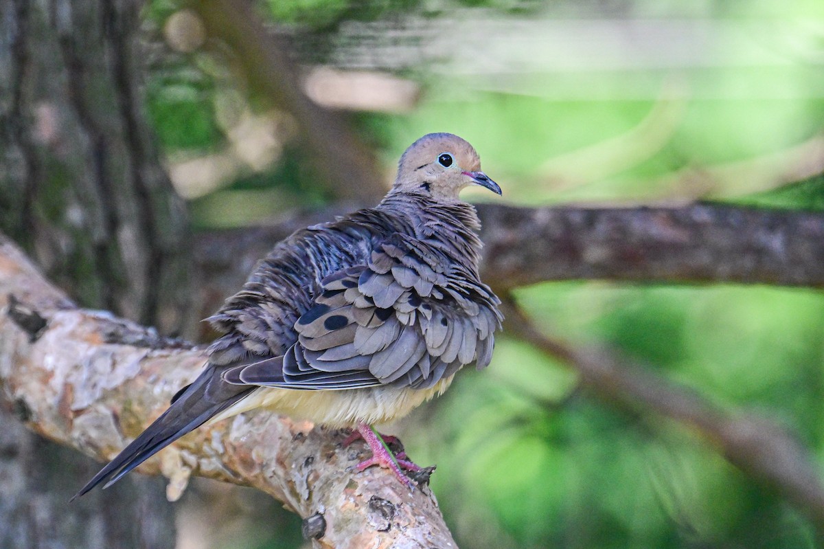 Mourning Dove - ML622178039