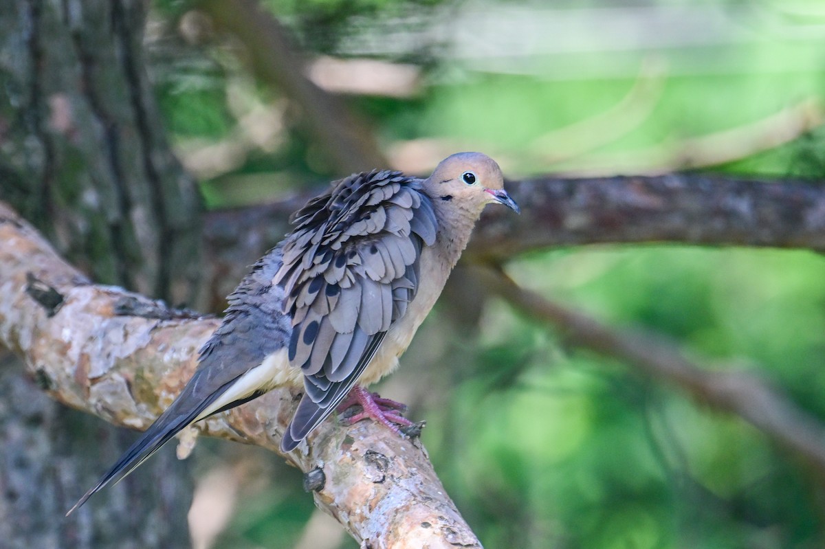 Mourning Dove - ML622178042