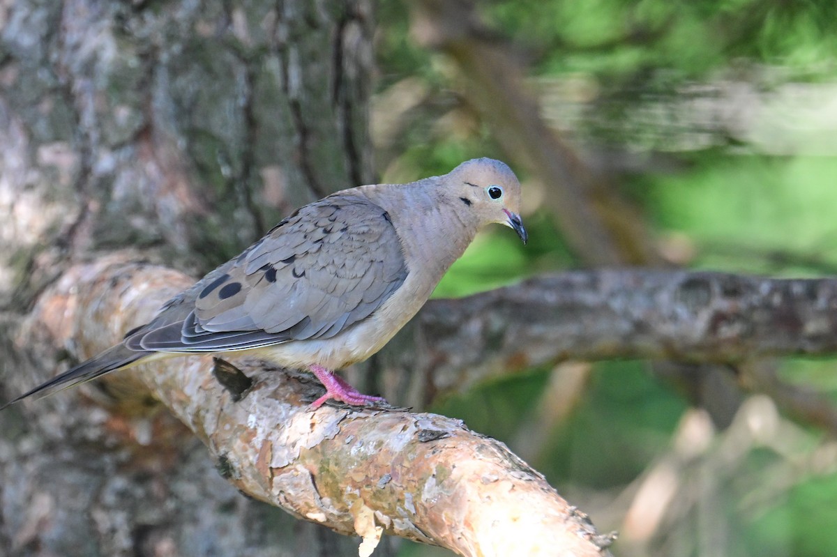 Mourning Dove - ML622178043