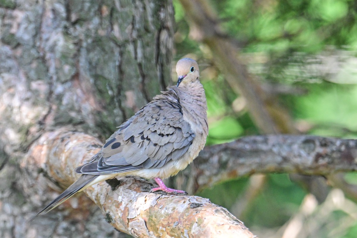 Mourning Dove - ML622178044