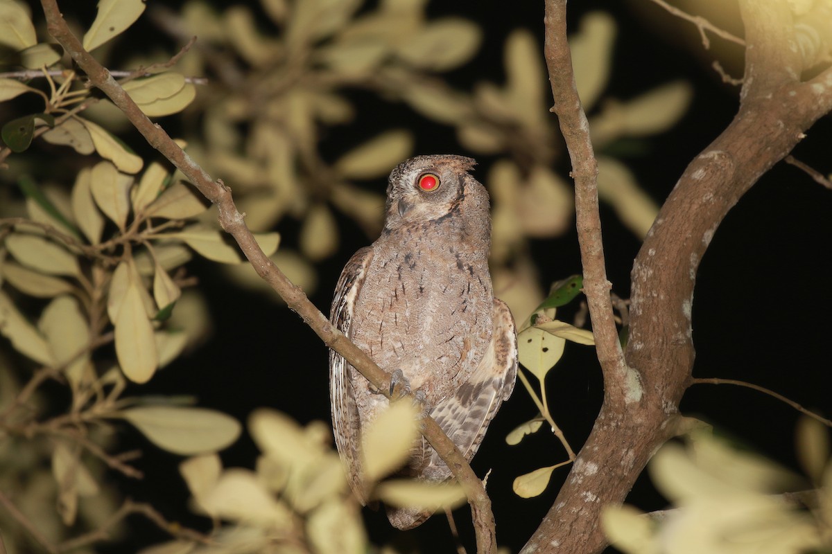 Mantanani Scops-Owl - ML622178068