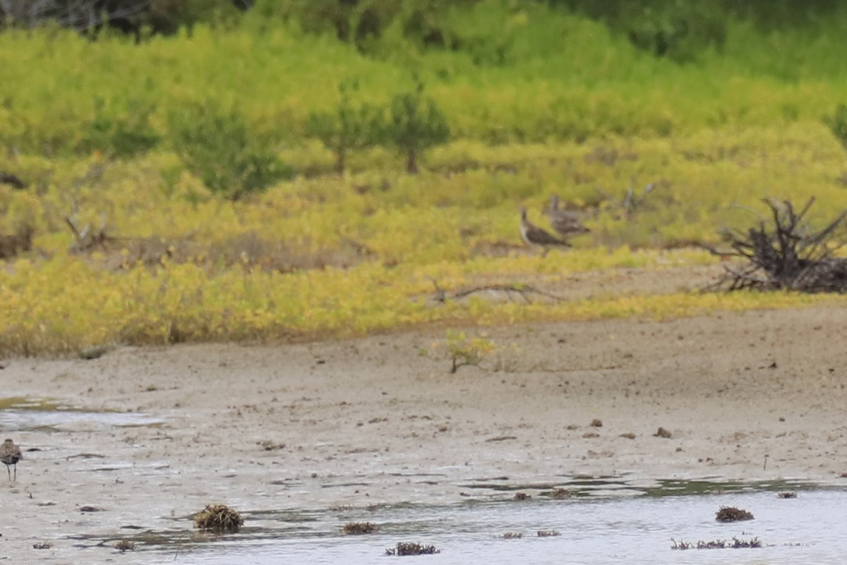 Bristle-thighed Curlew - Mario Farr