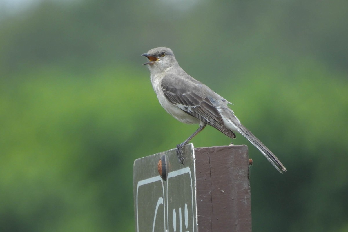 Northern Mockingbird - ML622178105