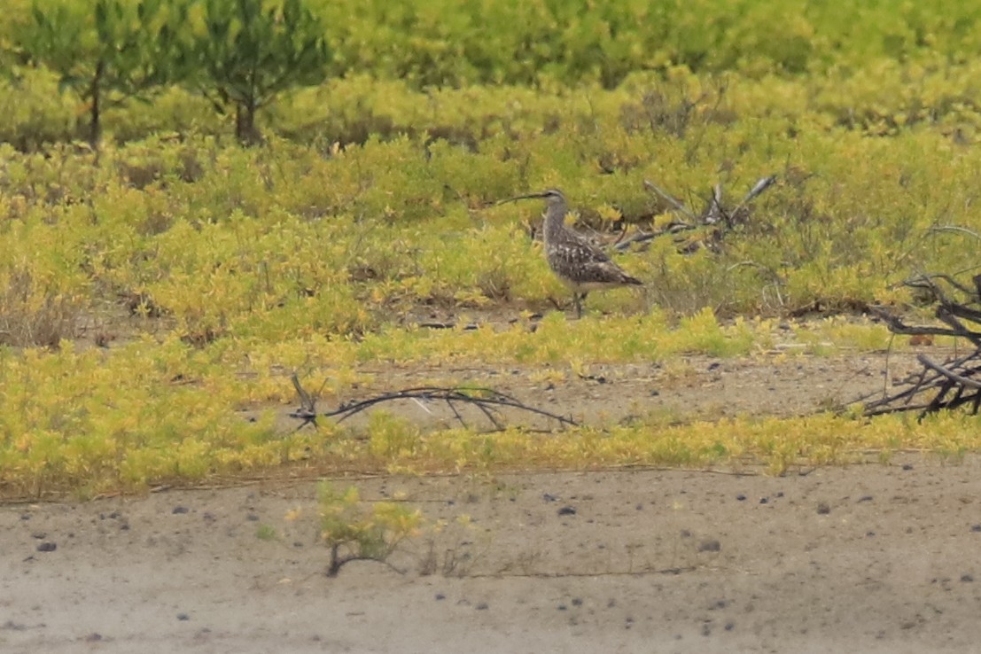 Bristle-thighed Curlew - ML622178108