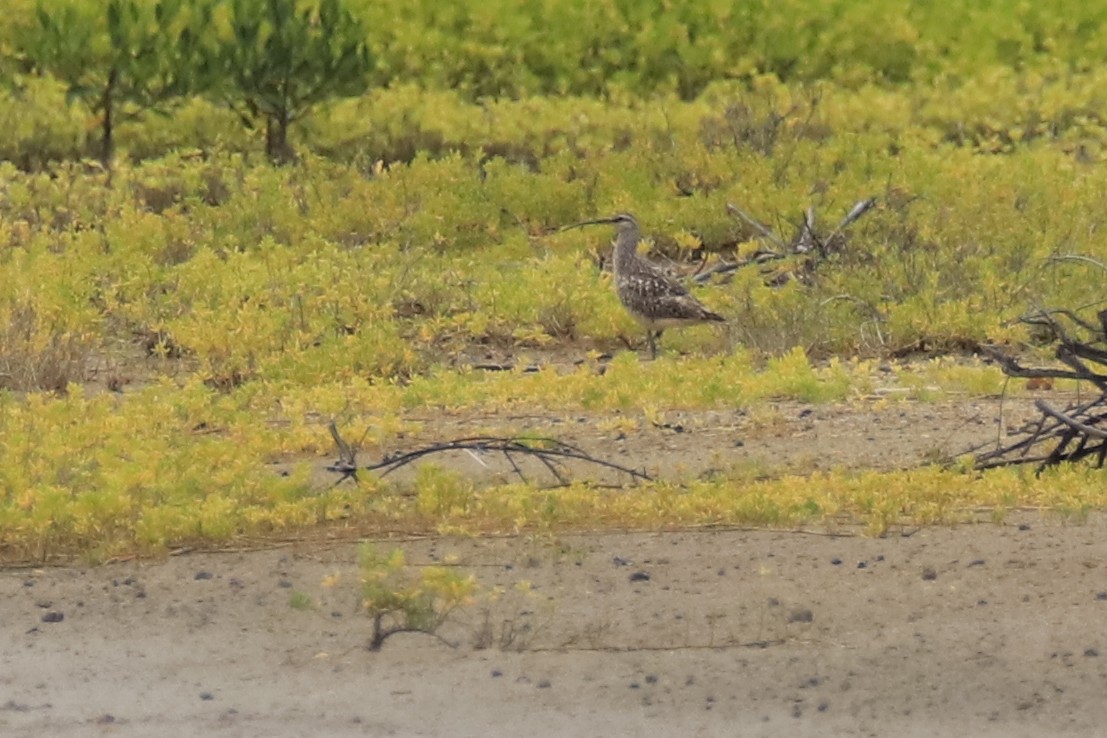 Bristle-thighed Curlew - Mario Farr