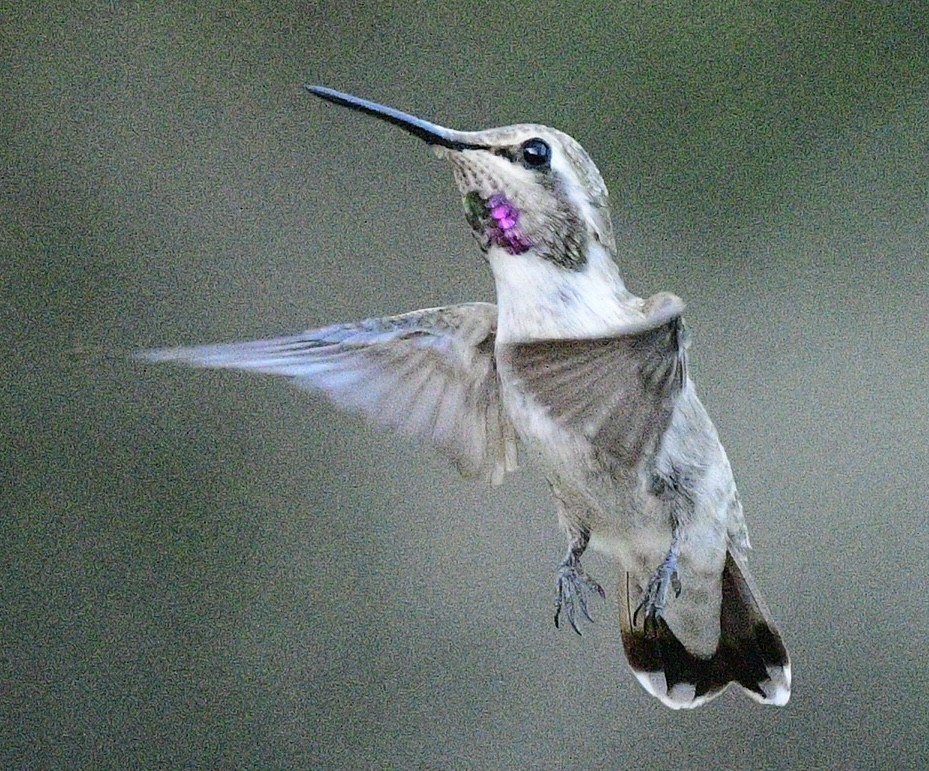 Colibri de Costa - ML622178119