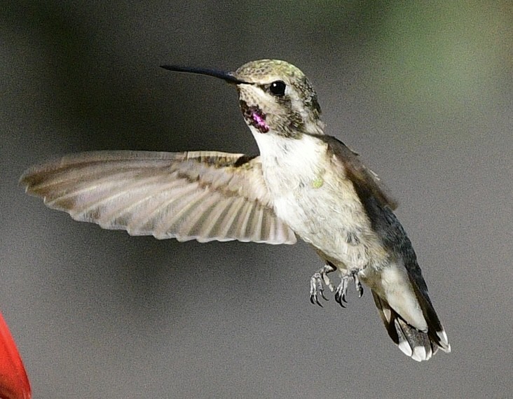 Colibri de Costa - ML622178120