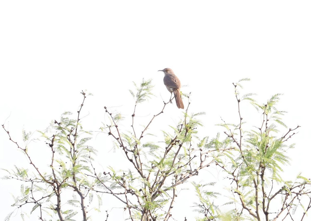 Curve-billed Thrasher - ML622178215