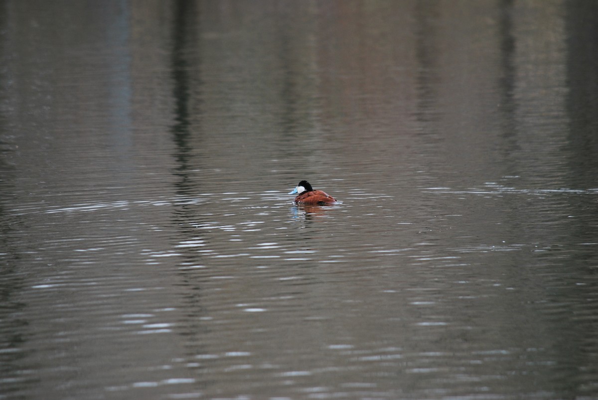 Ruddy Duck - ML622178230