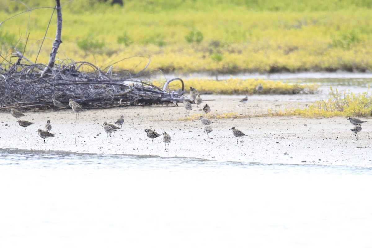 Pacific Golden-Plover - ML622178234