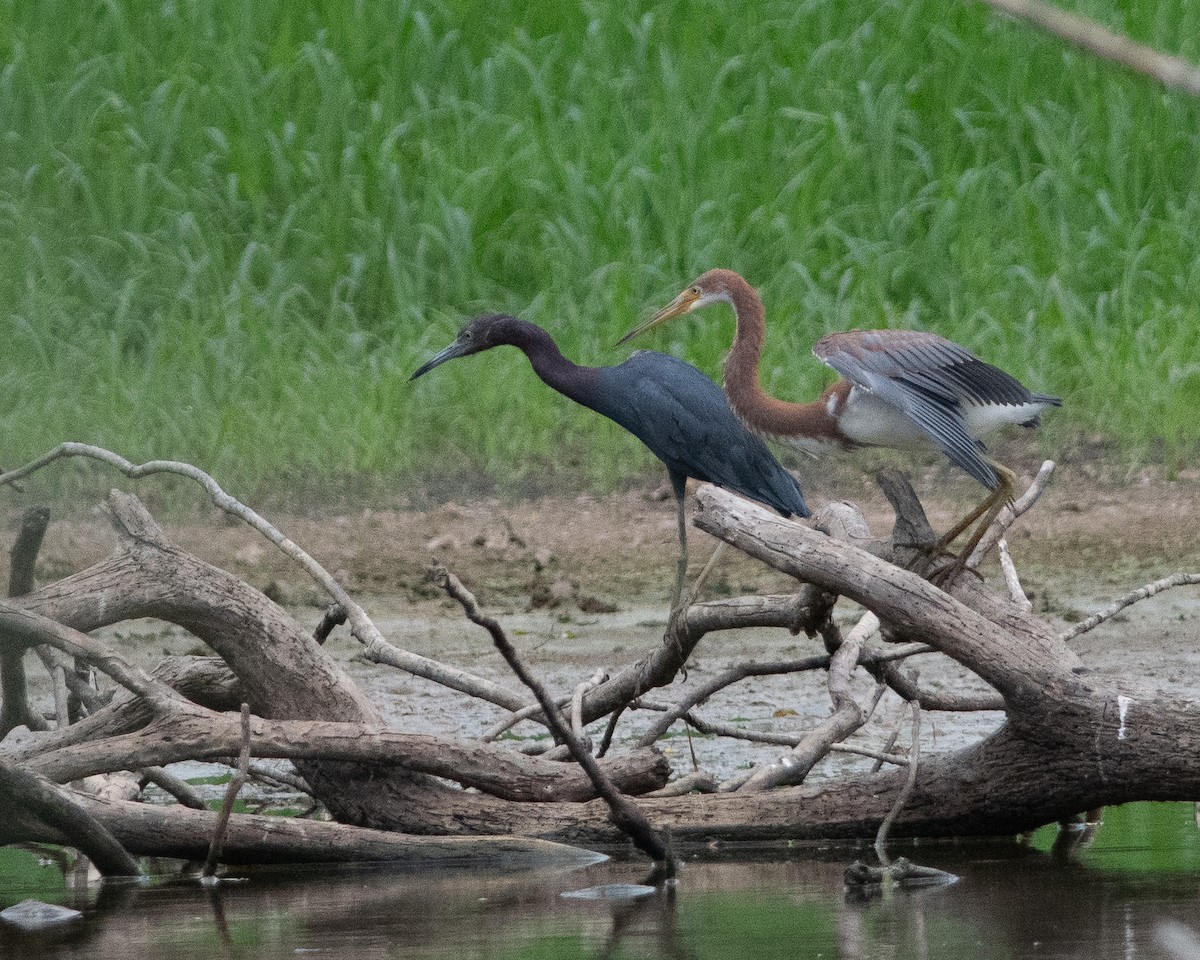 Tricolored Heron - Bill Bulmer