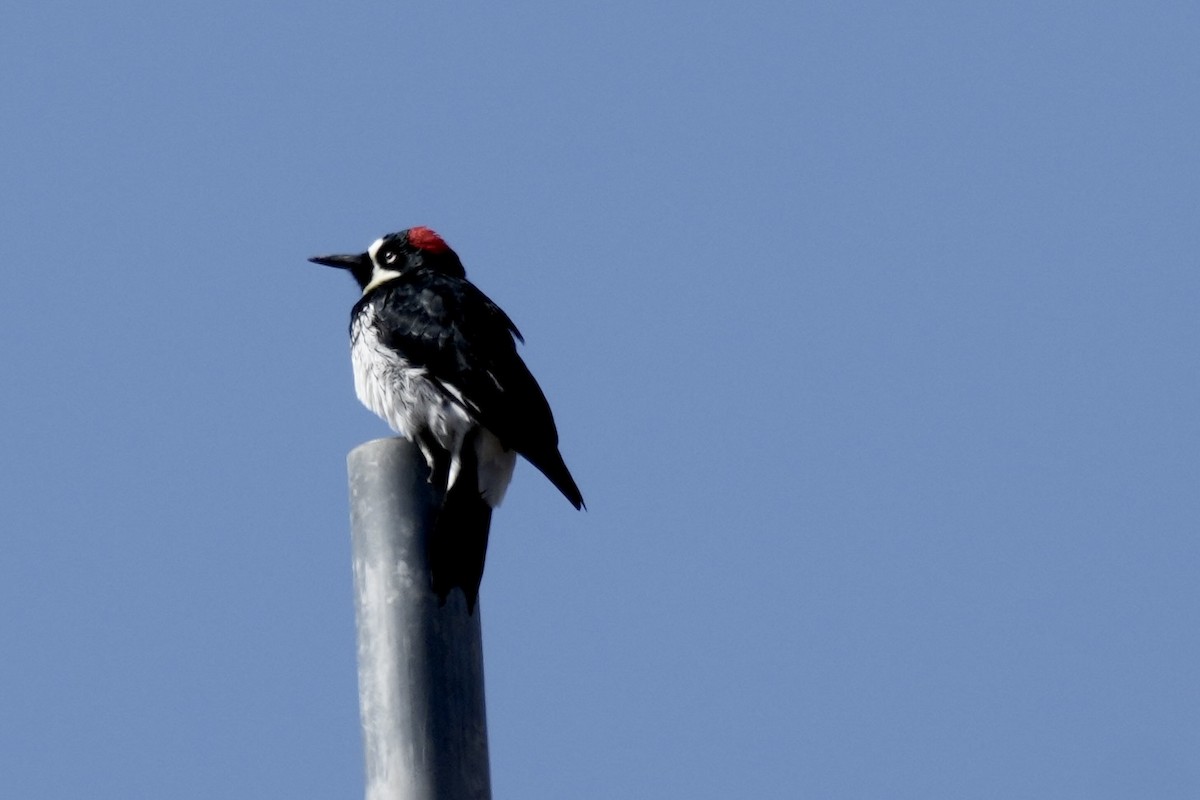 Acorn Woodpecker - Eric Bischoff