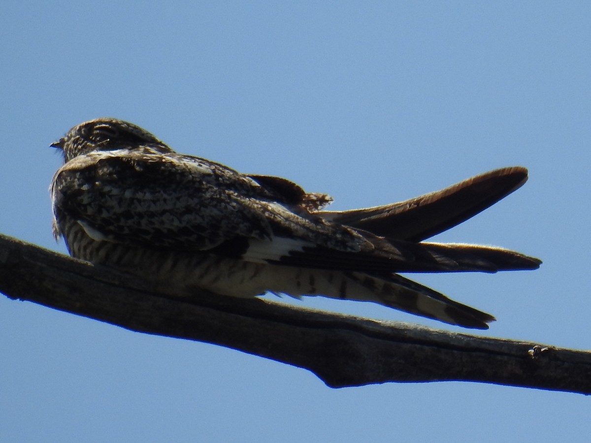 Common Nighthawk - ML622178385