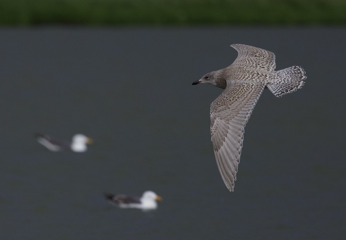 Herring x Glaucous Gull (hybrid) - ML622178441