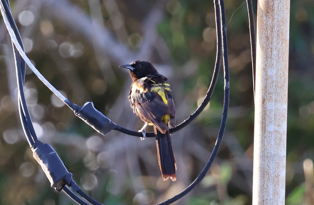 Cuban Oriole - ML622178470