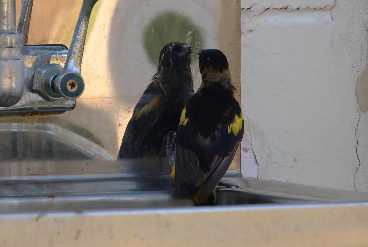 Cuban Oriole - ML622178471