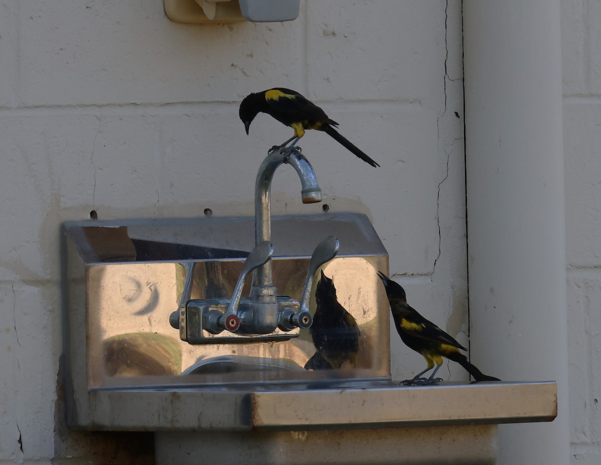 Cuban Oriole - ML622178472