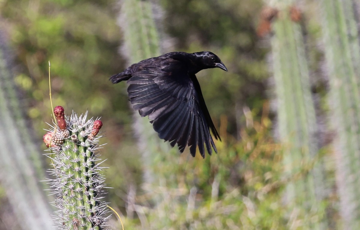 Cuban Blackbird - ML622178478