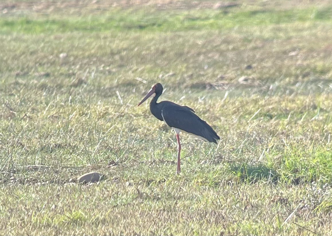 Black Stork - Carlos Villaverde Castilla