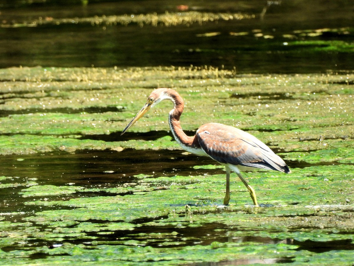 Tricolored Heron - Jennifer (and Scott) Martin