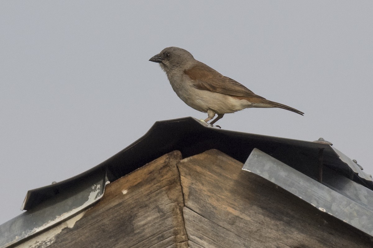 Parrot-billed Sparrow - ML622178586