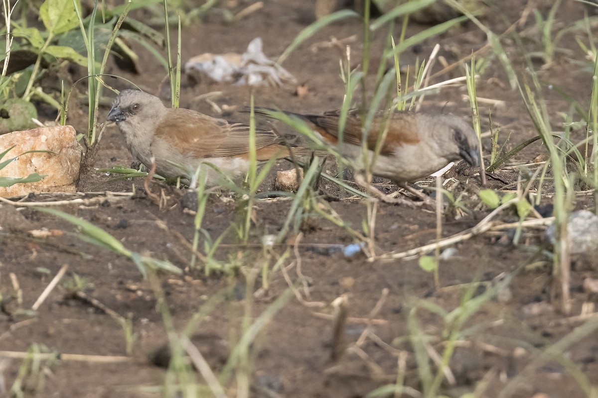 Parrot-billed Sparrow - Robert Lockett