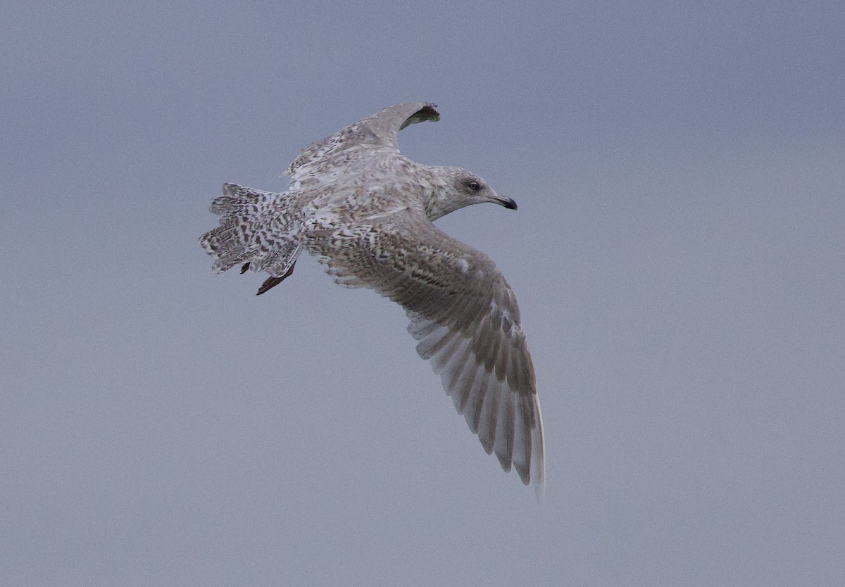 Larus sp. - Anonymous eBirber