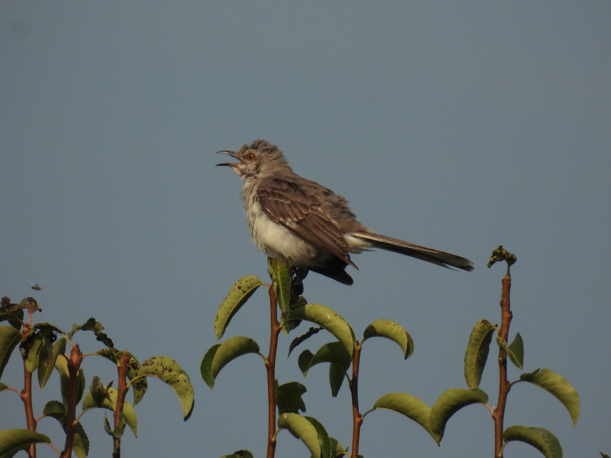 Northern Mockingbird - ML622178643