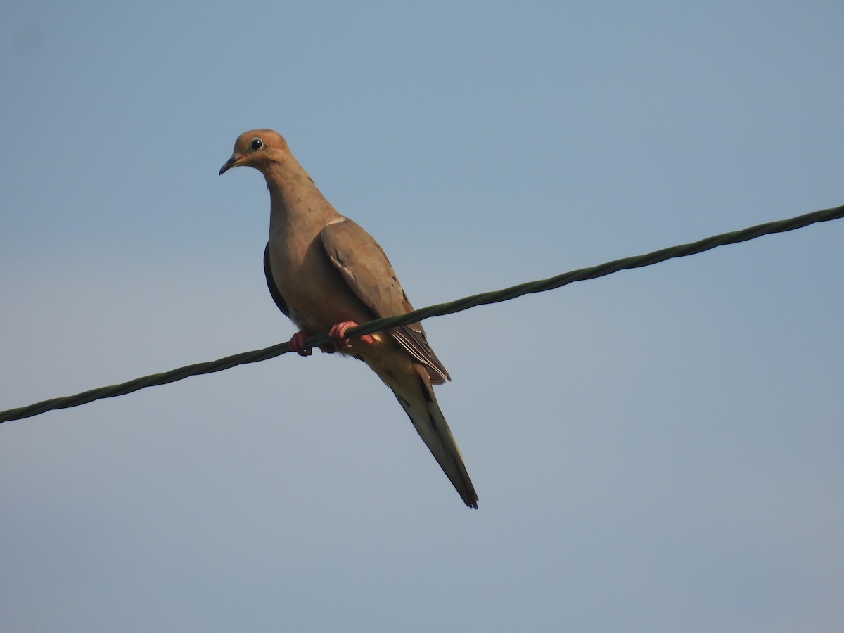 Mourning Dove - ML622178689