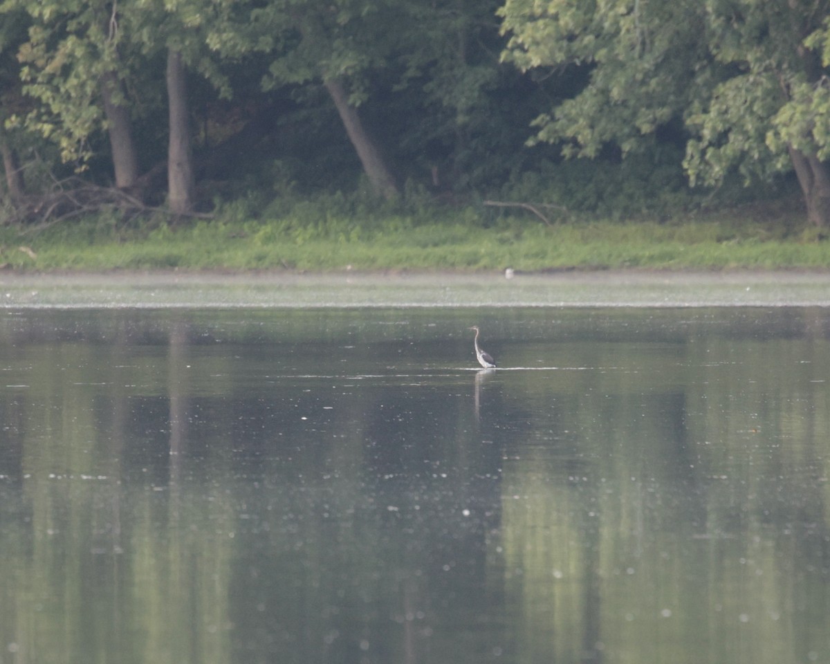 Tricolored Heron - Daniel S.