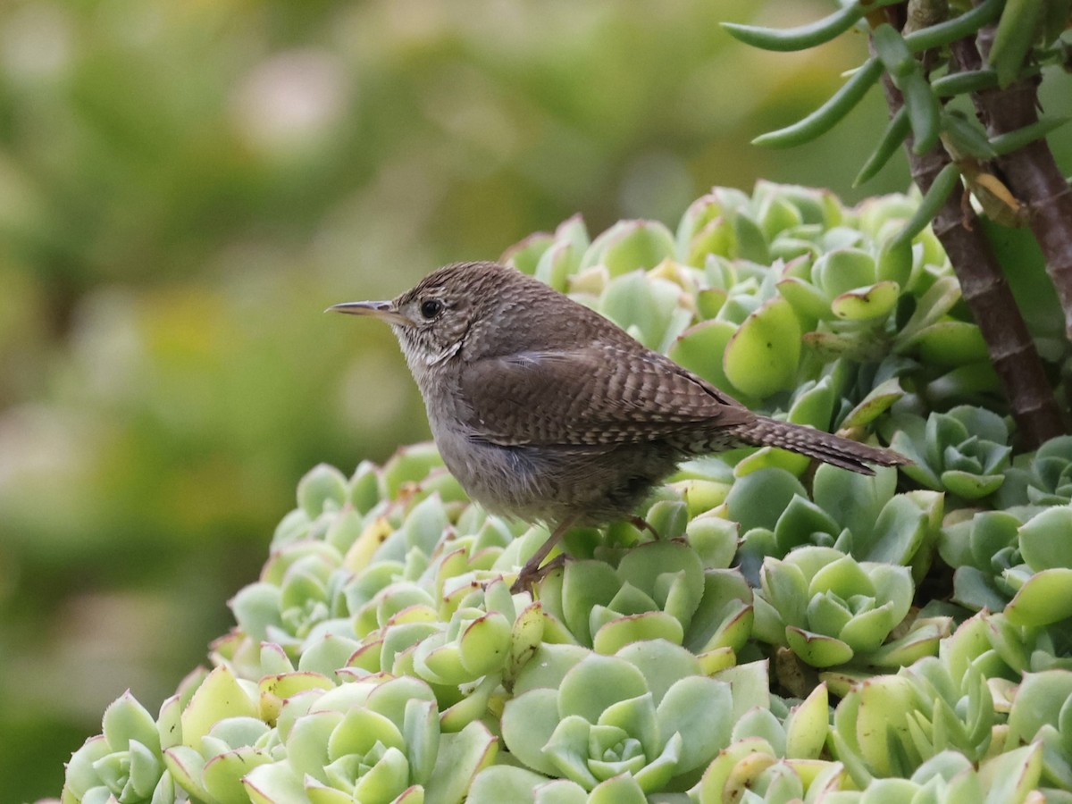 House Wren - ML622178763