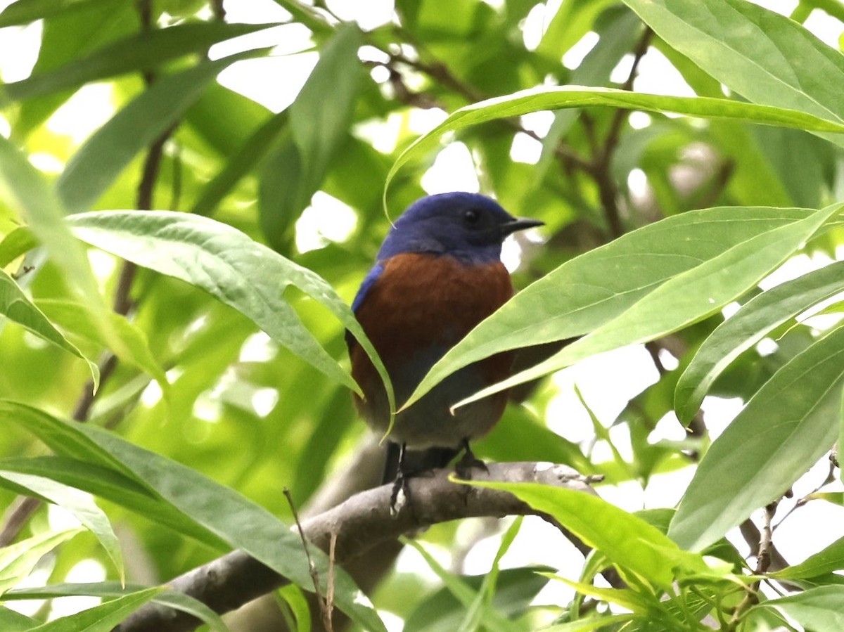 Western Bluebird - ML622178776