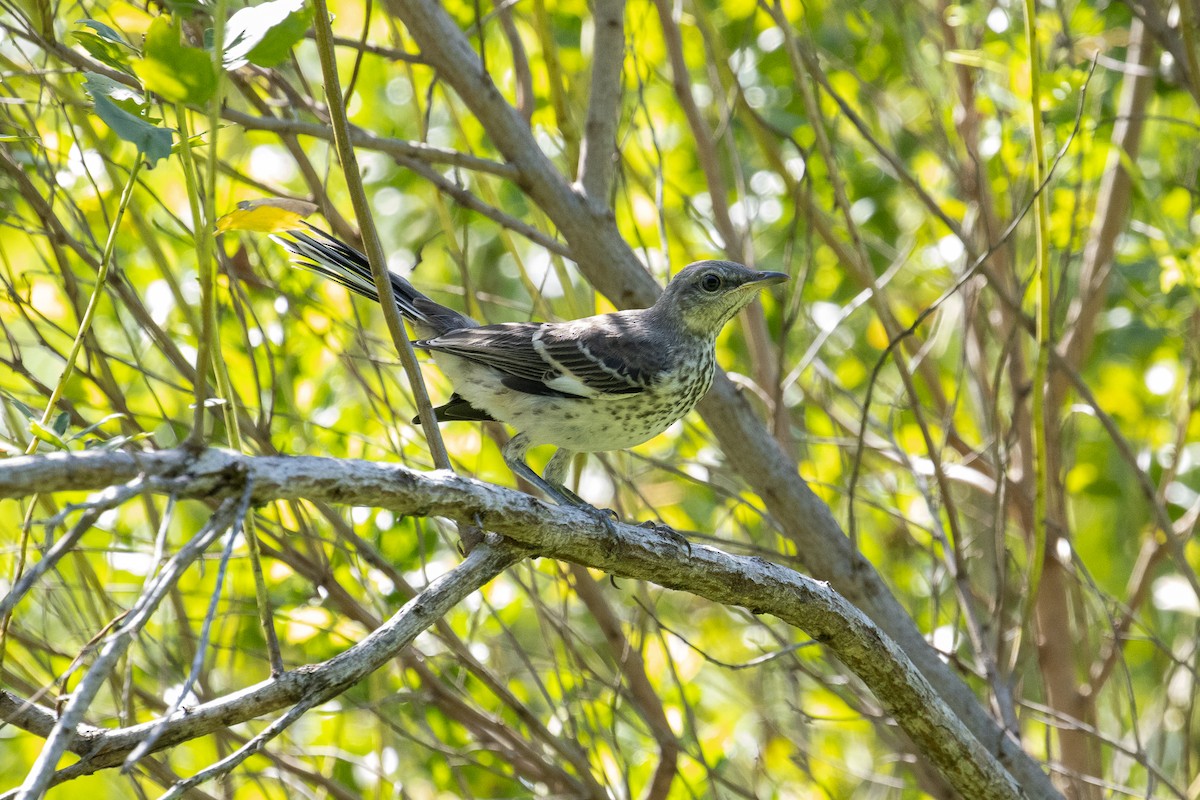 Northern Mockingbird - ML622178779