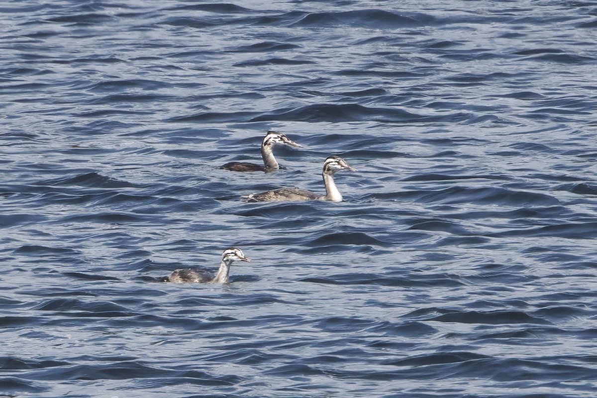 Great Crested Grebe - ML622178781