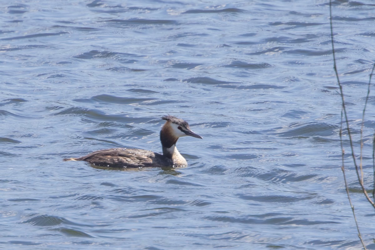 Great Crested Grebe - José Nunes