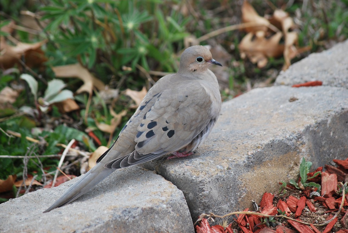 Mourning Dove - ML622178800