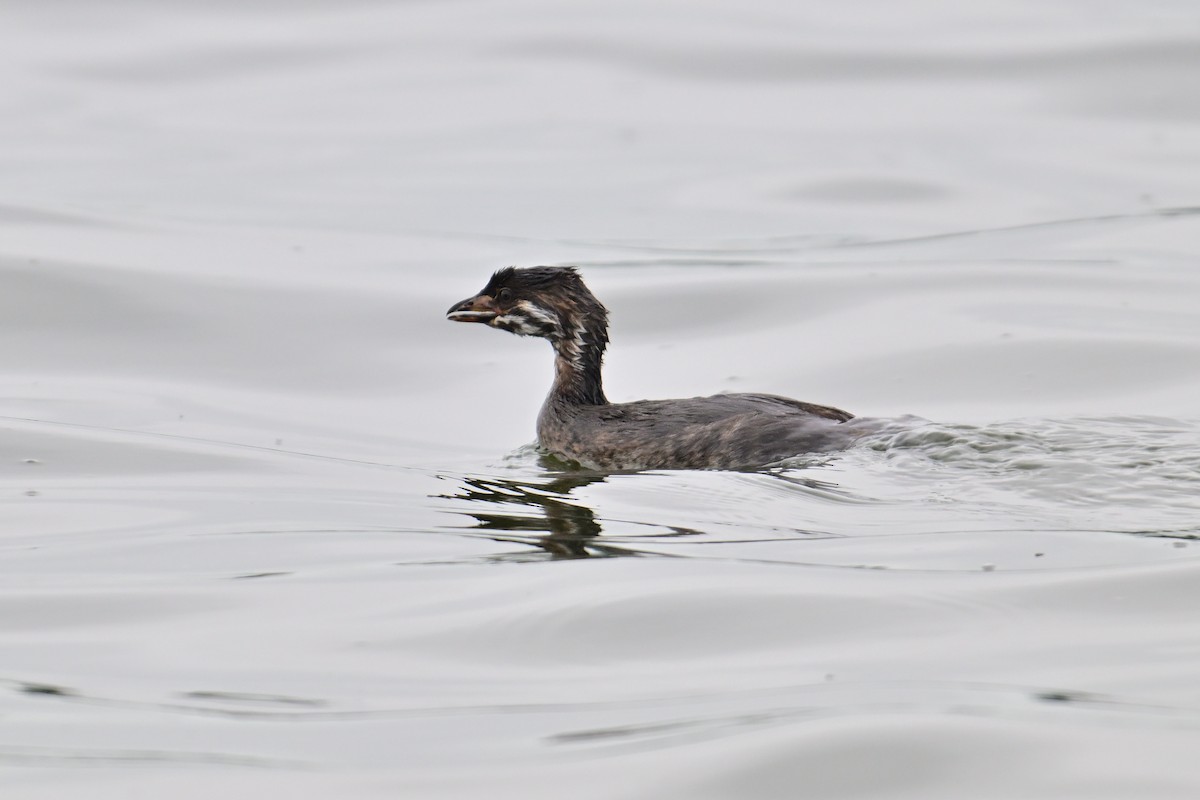 Pied-billed Grebe - ML622178841