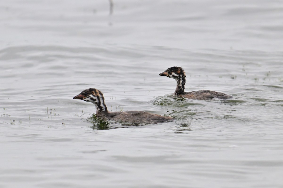 Pied-billed Grebe - ML622178854