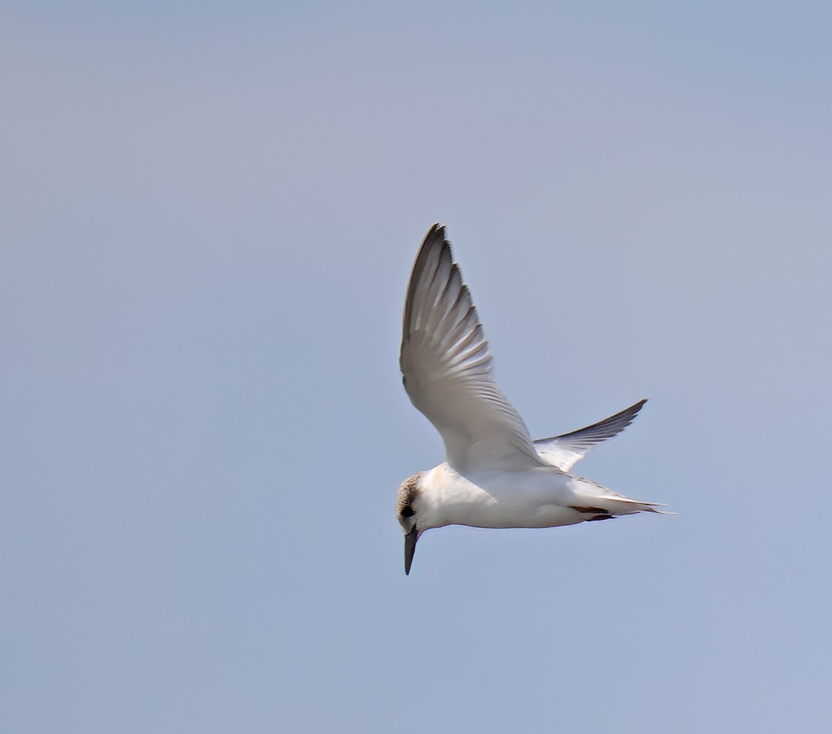 Least Tern - ML622178872