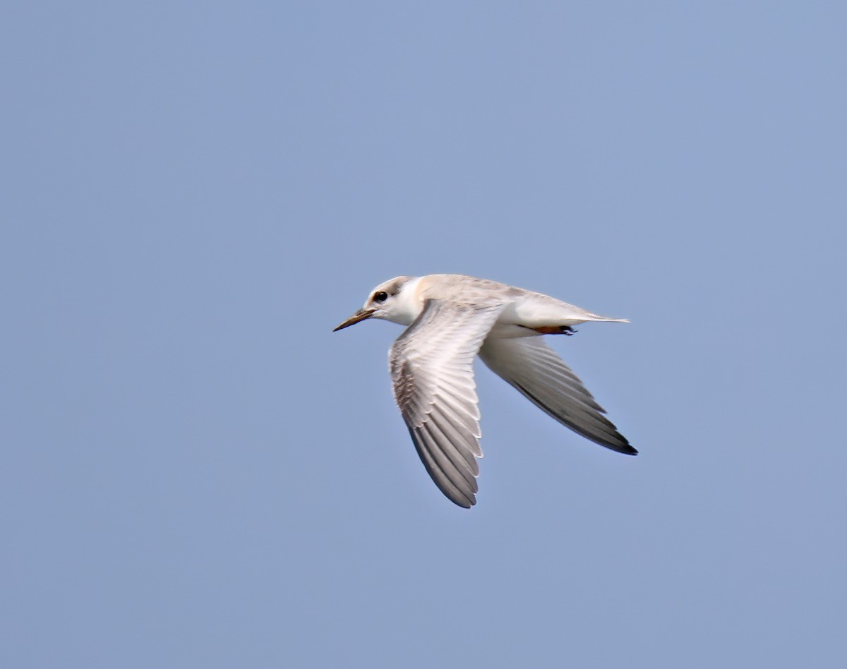 Least Tern - ML622178873