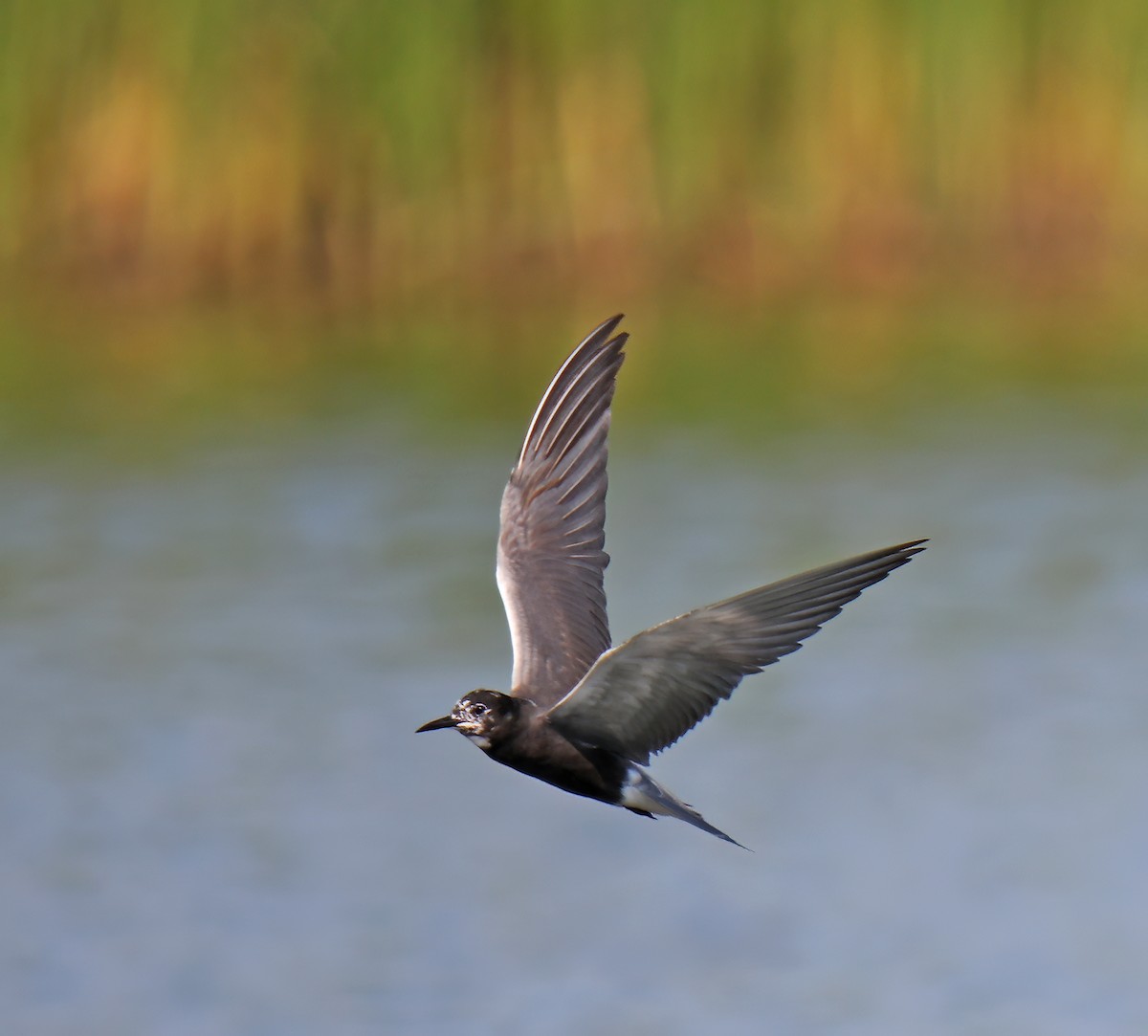 Black Tern - ML622178881