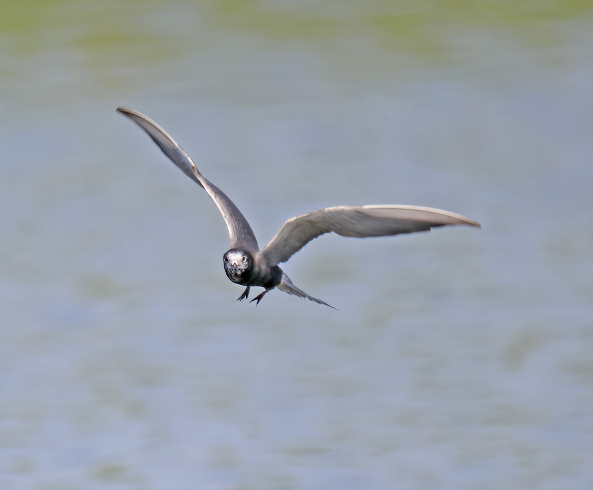 Black Tern - ML622178882