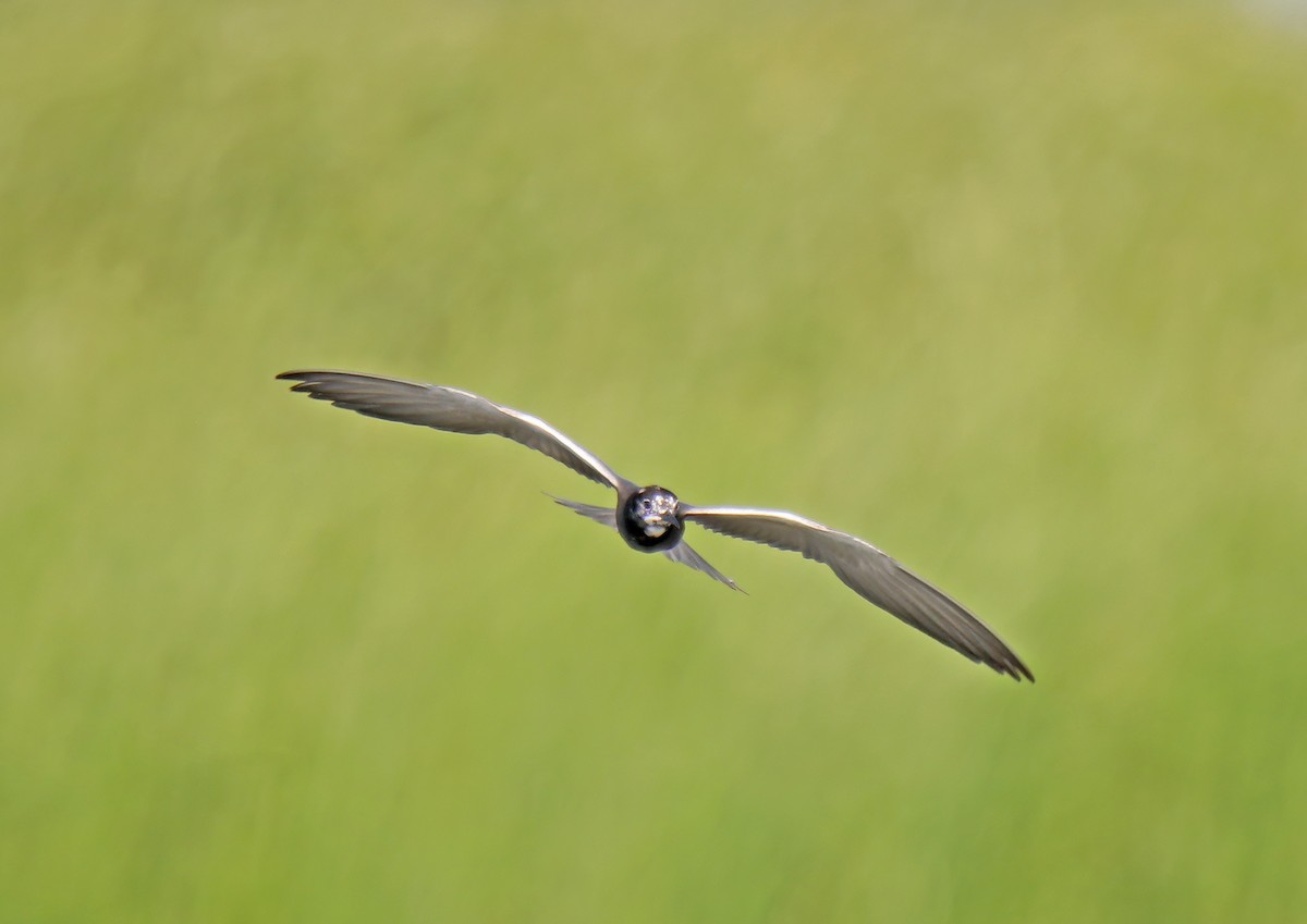 Black Tern - ML622178883