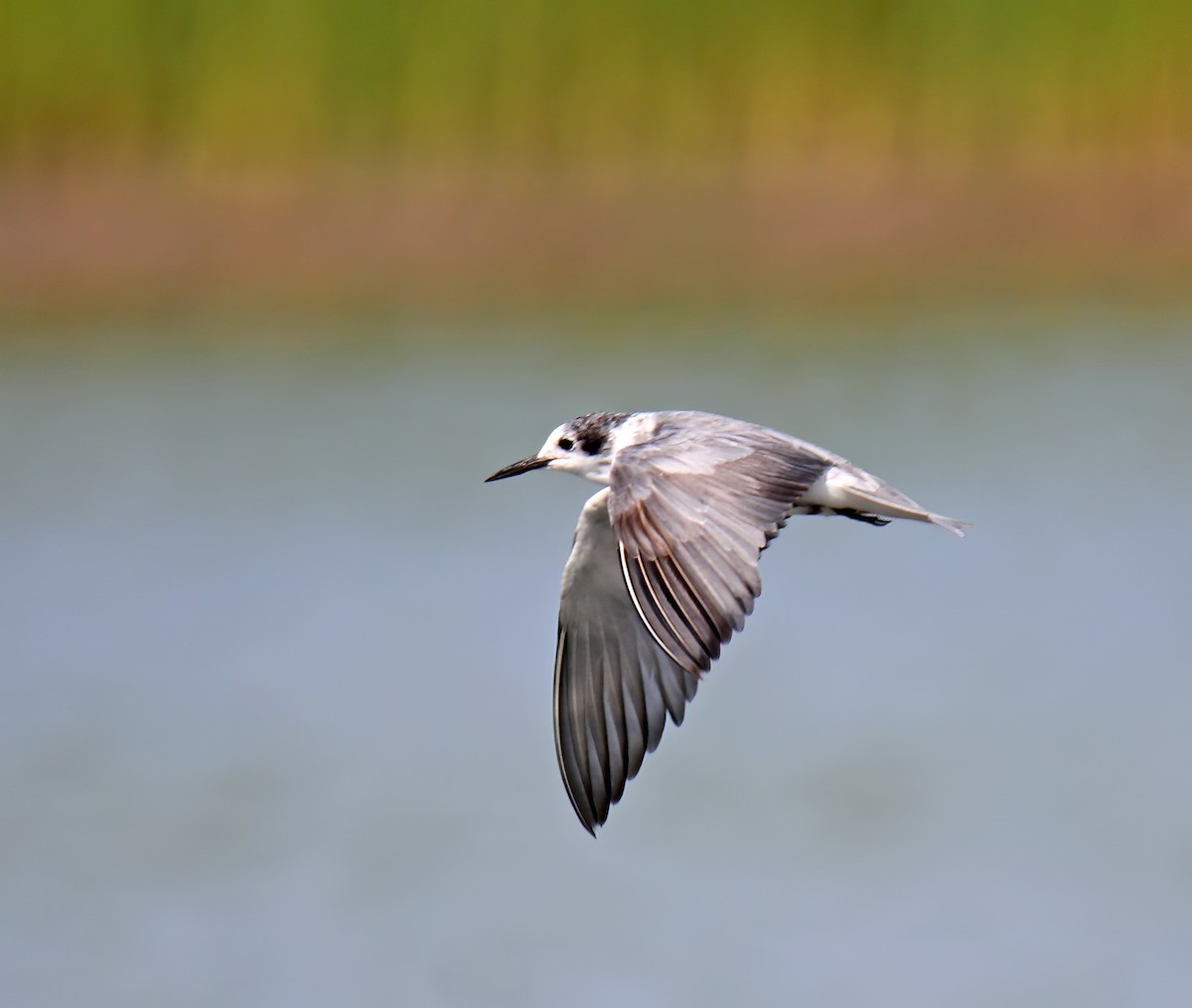 Black Tern - Elizabeth Winter