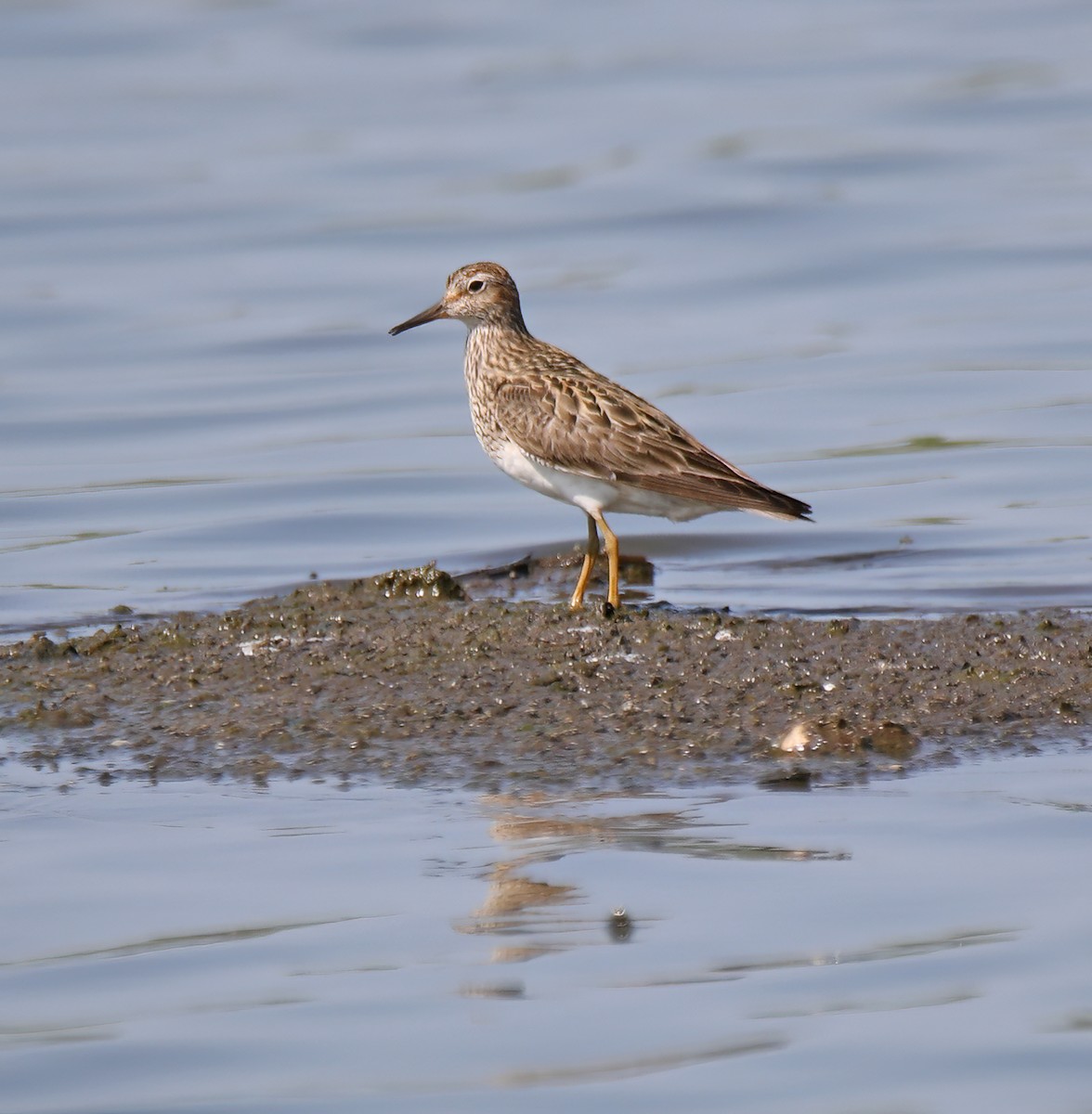 Pectoral Sandpiper - ML622178891