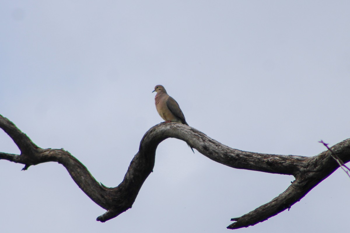 Mourning Dove - ML622178903